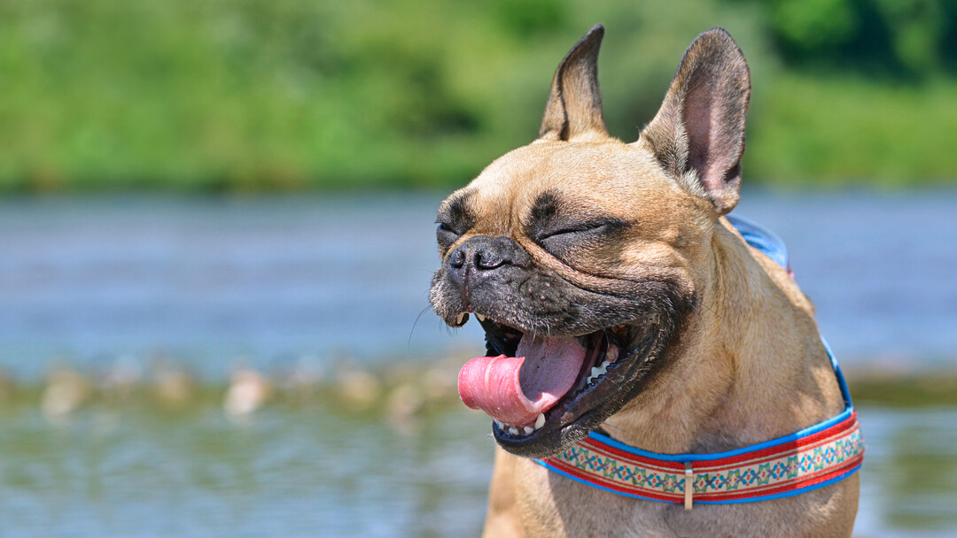 small-dog-sneezing-while-sitting-in-front-of-a-lake